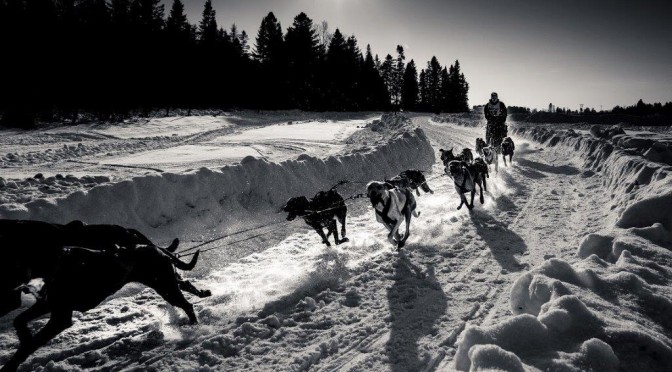 Recherche poste de Handler / Musher pour la saison 2019-2020