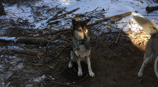 À vendre : husky lof de 2,5 ans
