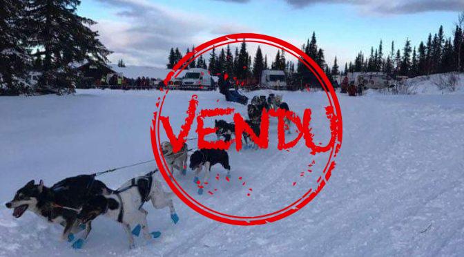 Chiens Alaskan à vendre par Antoine Sement