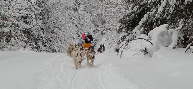 Entreprise de mushing à vendre