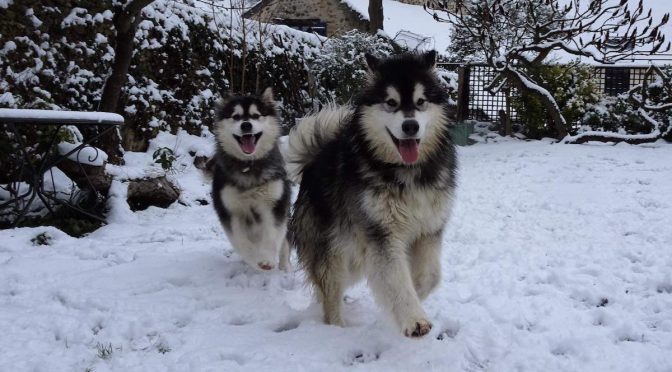2 malamutes à donner