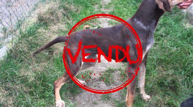 Chienne eurohound à vendre