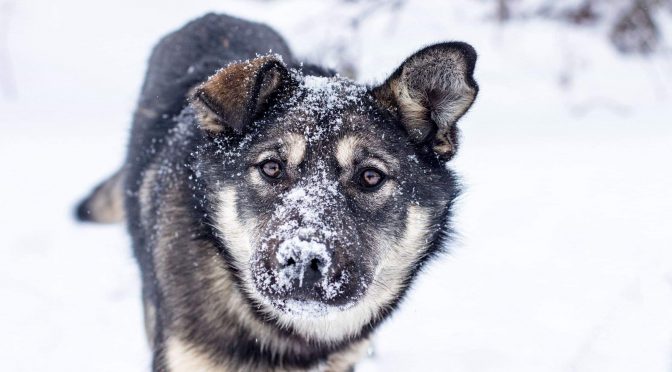 Le chenil d’Aiguebelle, au Québec, recherche un employé