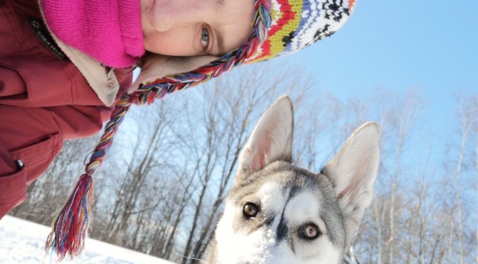 Recherche poste de handler pour pratiquer le traineau au Canada ou en Suède