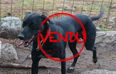 Chien eurohound à vendre