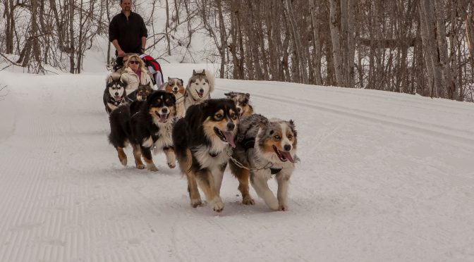 Cherche handler/musher en Savoie