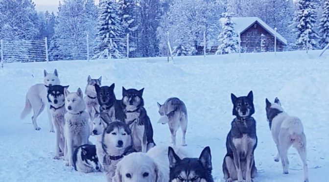 L&rsquo;équipe sympathique du Fur Rendez-vous recherche un/une handler pour la saison 2019/2020