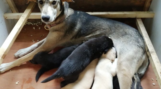 À réserver : 3 chiots males alaskans lignées sprint/mid