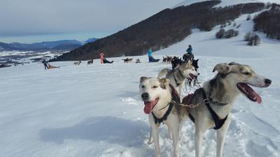 Chiots Alaskan Husky à réserver