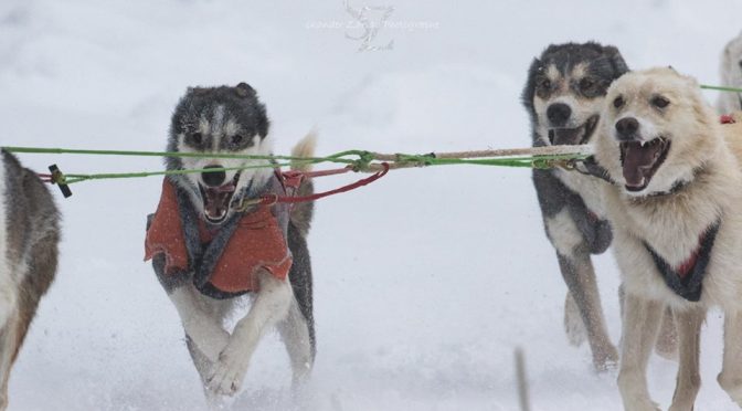 Chiot alaskan pour mid ou longue distance