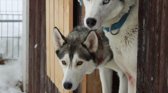 Cherche handler ou musher en Suède pour 2019-2020
