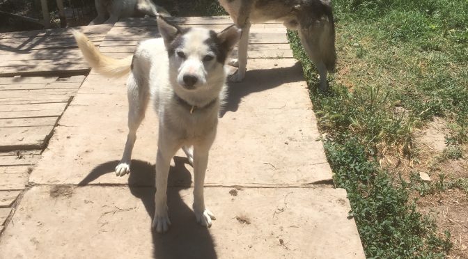 Cède Husky lof lignée allemande