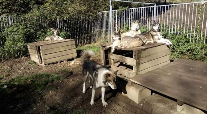 Recherche poste de handler ou de gardien de chenil pour 1 à 2 semaines