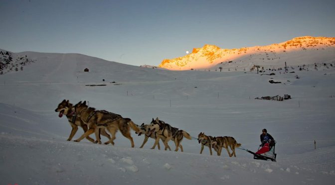 Cherche handler/musher en Auvergne