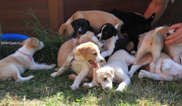 Chiots de chiens de tête pour sprint ou mid à réserver