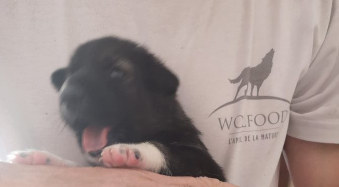 3 chiots Alaskan Husky de lignée de course à vendre