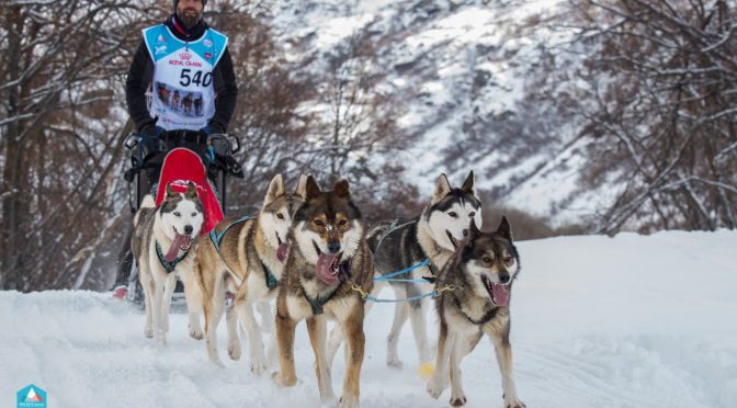 Chiots de race husky LOF lignée course mi distance à vendre