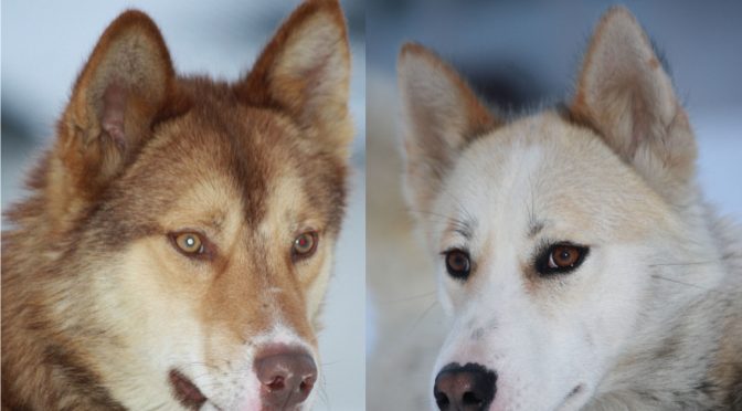 Chiens de traineau à donner contre bons soins