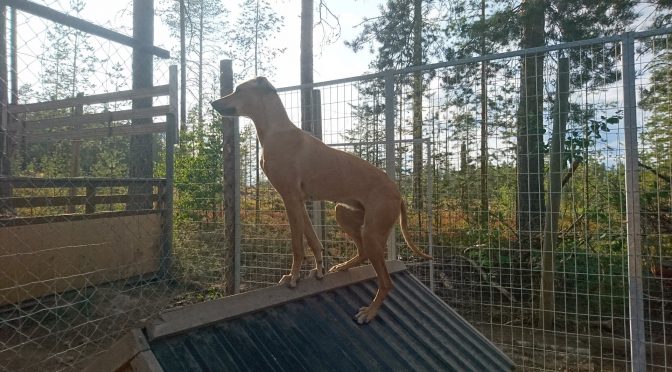 Chienne de 2 ans à vendre par Antoine Sement