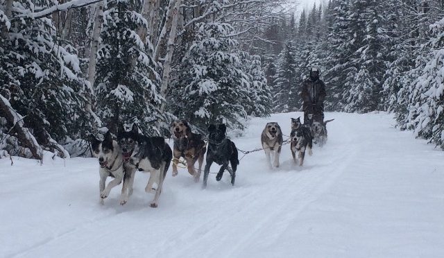 Recherche un handler débutant ou expérimenté au Canada pour 2019-2020