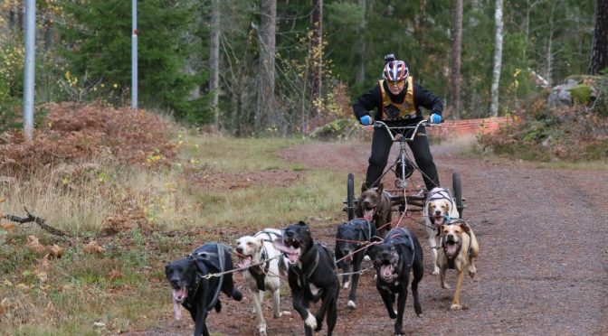 Résultats des championnats du monde dryland (courses de chiens sur terre) 2019 en Suède