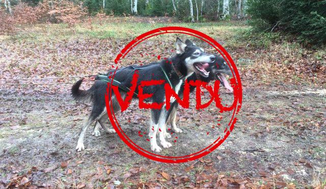 À vendre : alaskan (co-leader) longue et mi distance
