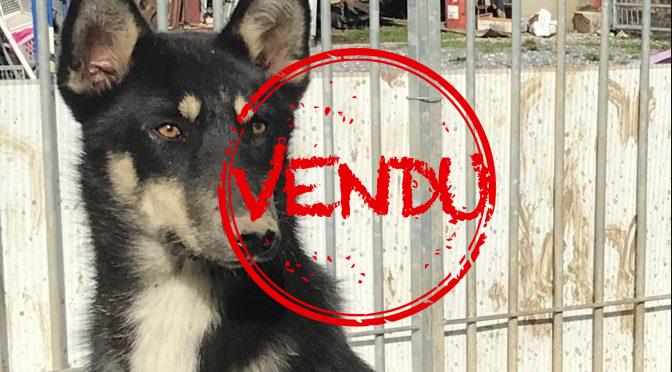 À vendre : Mâle Alaskan Husky