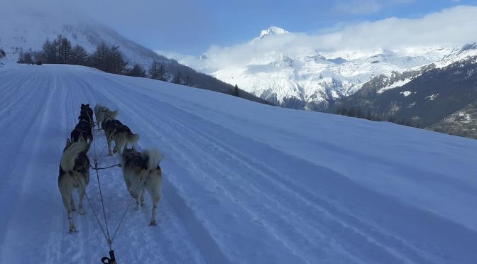 Recherche Handler/Musher HIVER 2019-2020