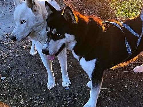 À donner : Mâle et femelle husky/groenlandais – DÉJÀ DONNÉS