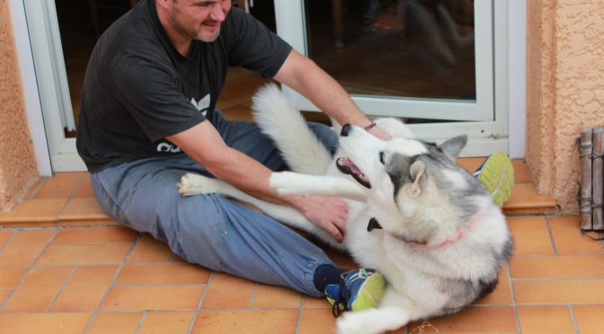 Recherche poste de handler ou musher à l&rsquo;année