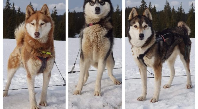 3 huskies à donner – DÉJÀ DONNÉS