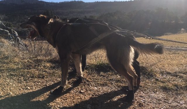 DÉJÀ VENDUE – Alaskan longue et mi distance de super origine (américaine)