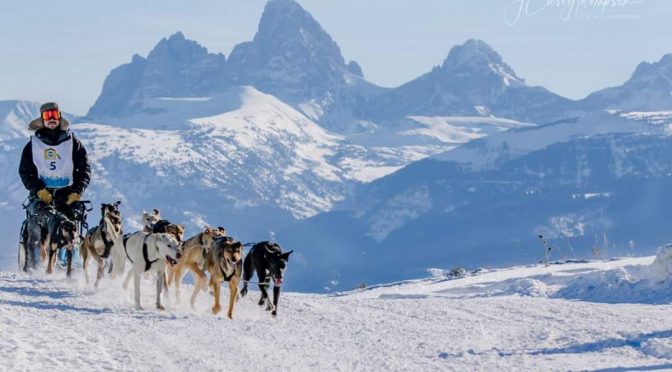 POSTE COMBLÉ – Le CalvinTess Racing Kennel offre un poste de handler au Canada