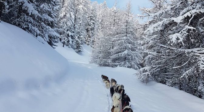 Recherche musher handler dans les Hautes-Alpes pour la saison d&rsquo;hiver 2020-2021