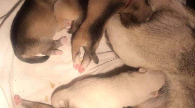 À vendre : chiots huskies lignée travail LOF