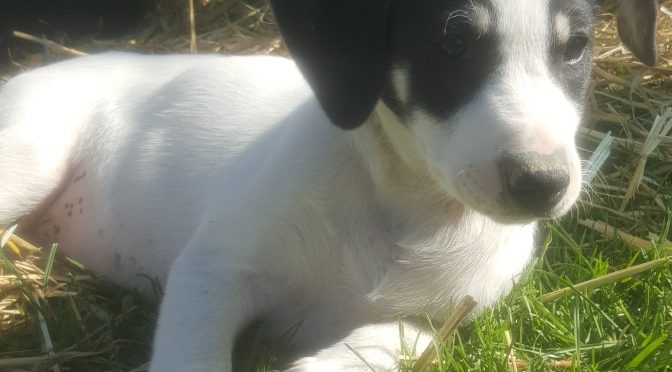 VENDUE – Femelle Alaskan à vendre