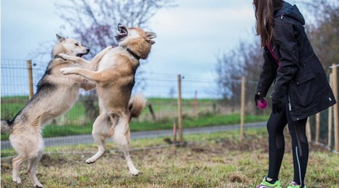 Recherche poste de handleur en France pour 2020-2021