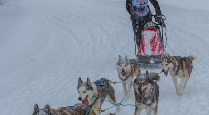 Chiens de race husky LOF lignée course mi distance à vendre