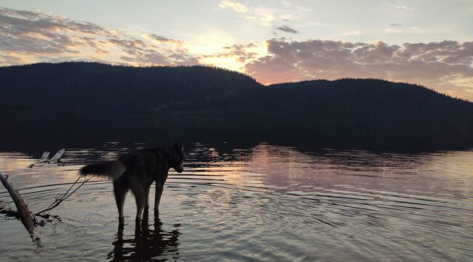 Francais en PVT recherche un poste de handler