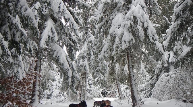 Activité professionnelle d&rsquo;attelages canins à reprendre ou à vendre