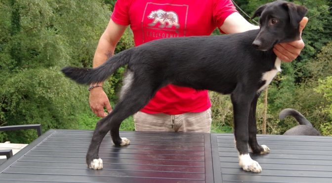 Vente de 2 chiots alaskans