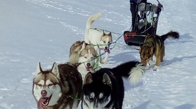 Recherche poste musher/handler saison 2020-2021