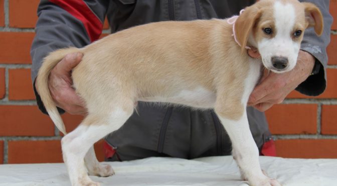 Chiots eurohound à vendre