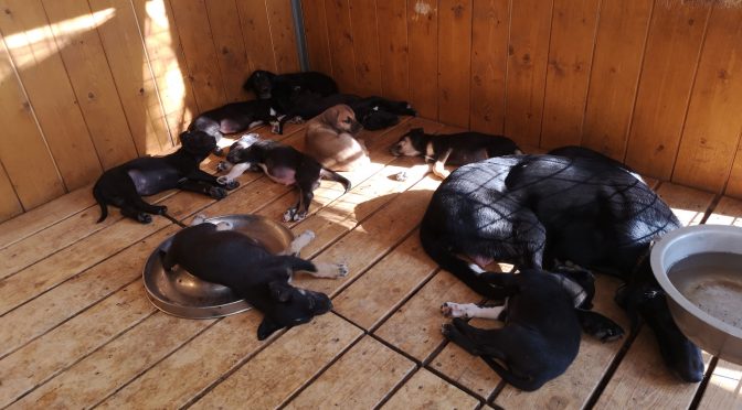 Chiots femelles eurohound à vendre