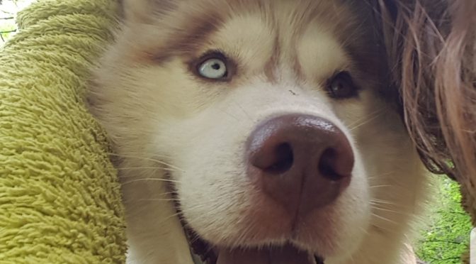 Aide musher recherche structure de mushing