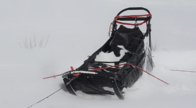 Recherche job de handler/guide pour 2020-2021