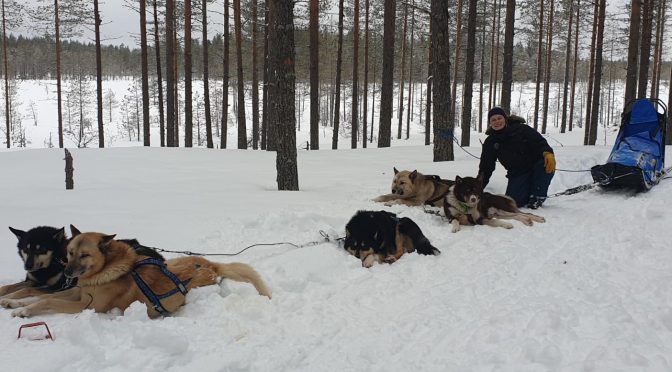 Meryl recherche un poste de handler-musher pour la saison 2020-2021