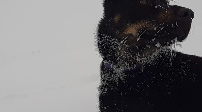 Joseph éducateur canin recherche un poste de musher/handler