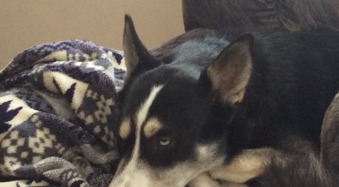 Jeune Alaskan cherche meute (vente)