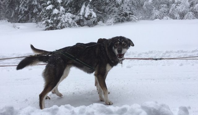 déjà vendue – Femelle Alaskan Husky à vendre